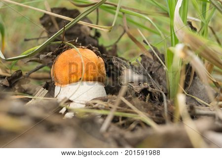 Beautiful boletus grew up in the woods