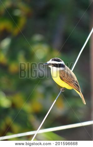 Great Kiskadee perched on the wire. Small bird perched on the wire with distant gaze during winter morning in small town of Brazil.