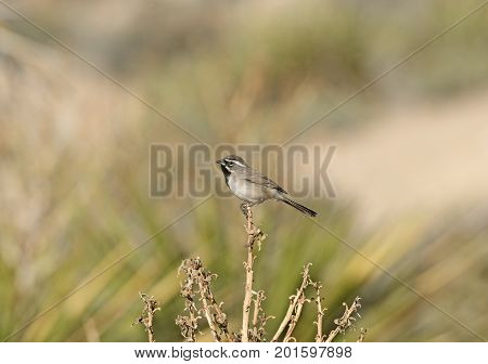 Black Throated Sparrow in the Desert in Joshua Tree National Park in California