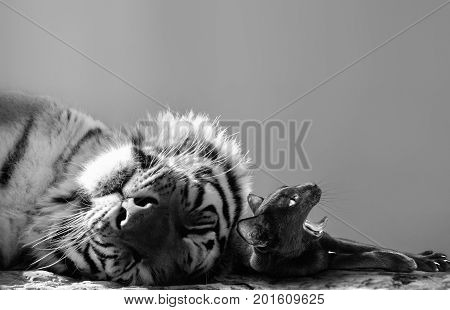 Black and white of a powerful tiger and small cat friend enjoying a catnap together