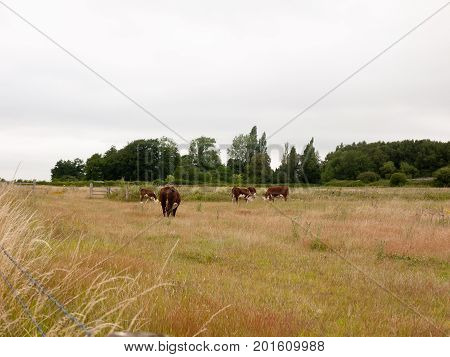 Brown Cows In A Field Farm Land Grass Meadow Overcast