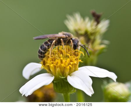 Ape su un fiore.