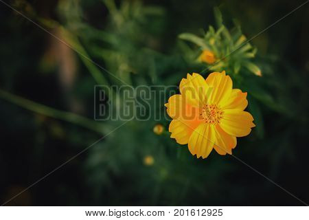 sunchoke flowers Spring background with beautiful yellow flowers