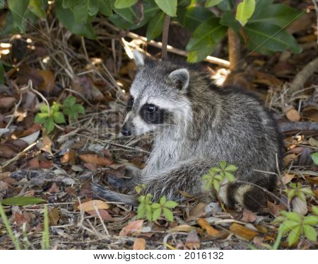 Baby procione seduto sul pavimento della foresta.
