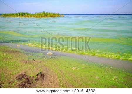 green algae on the pond, all the water in the lake is green