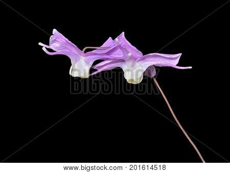 A close up of the flowers barrenwort (Epimedium macrosepalum). Isolated on black.
