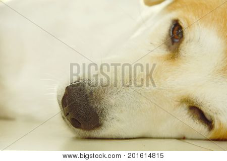 white dog nose sleepy on tile floor