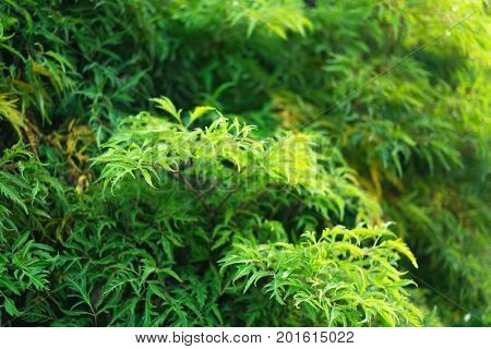 Green Polyscias leaves in the morning. Selective focus