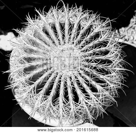 Top of potted cactus in black and white