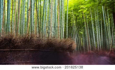 Arashiyma Bamboo Grove, Kyoto