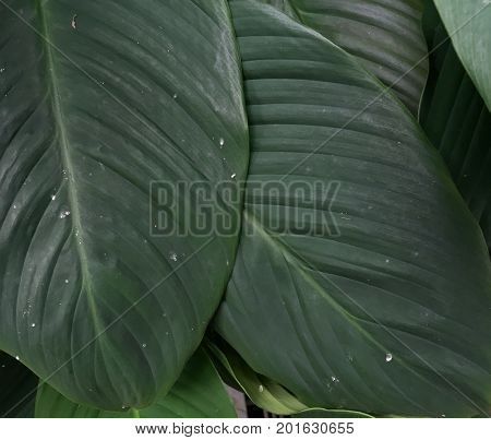 Small Garden With Many Green Plants