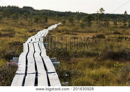 Latvia. beautiful colors in the evening before sunset in the swamp Dunikas