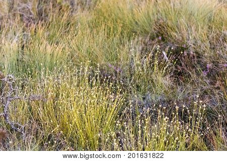 Latvia. beautiful colors in the evening before sunset in the swamp Dunikas