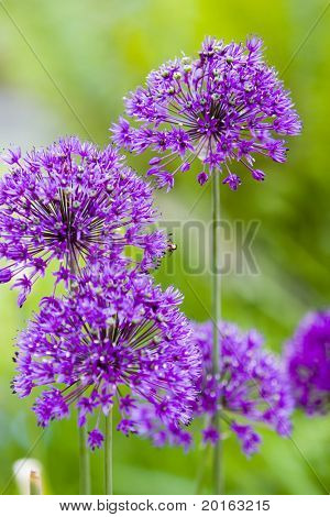 wildflowers สีม่วงกับผึ้งได้