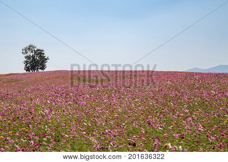Alone green tree with pink or violet poppies flower field on hill and mountain and blue sky.