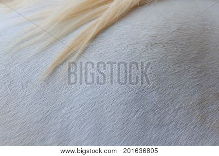 Close up white skin and blond hair horse texture horizental pattern background.