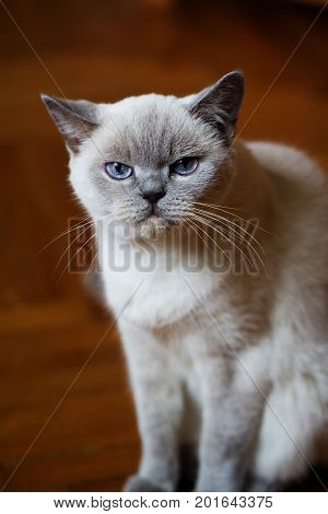 British white cat. British cat (color blue-point). British white cat with blue eyes
