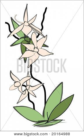 orchidej ručně tažené 1 z 2