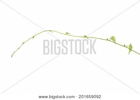 Vine plant Nature Ivy leaves plant isolated on white background clipping path included.