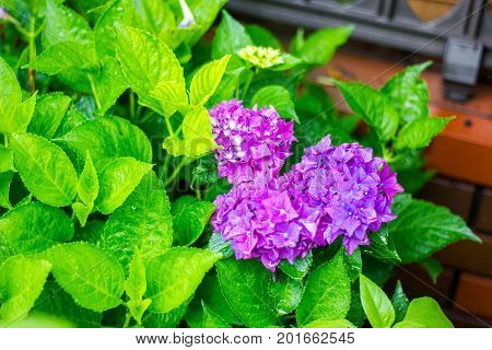 Beautiful flower background, Hakone mashi, Kanagawa, Japan