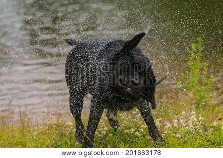 Black Labrador retriever dog. Splash after water bath.