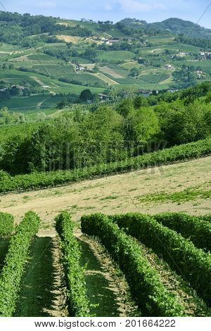 Rural landscape at summertime along the road from Santa Maria della Versa to Carmine (Pavia Lombardy)