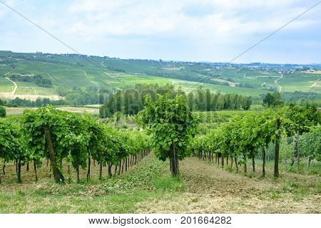 Rural landscape at summertime along the road from Vicobarone (Piacenza Emilia Romagna Italy) to Santa Maria della Versa (Pavia Lombardy) in the Tidone valley. Vineyards.