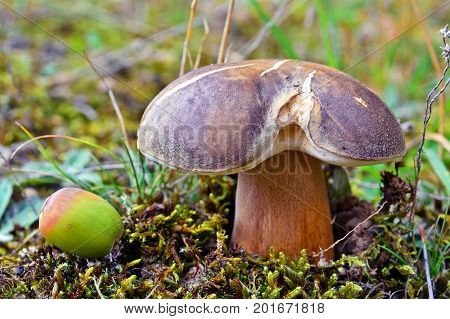 boletus aereus mushroom also known as the dark cep or bronze bolete