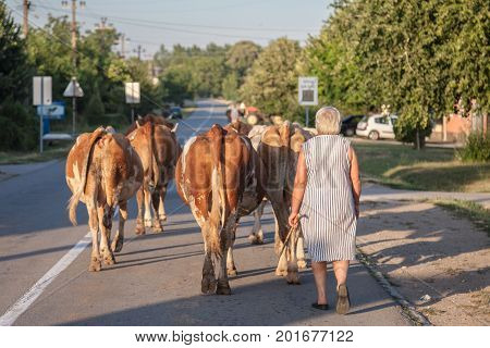 DUBOVAC SERBIA - AUGUST 3 2017: Peasant woman conducting her herd of cows on a street of Dubovac a small agricultural village of central Serbia