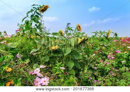 Colorful sunny flower field with wild flowers