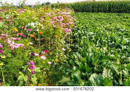 Colorful flower meadow and sugar beet field in high summer