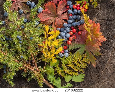 autumn still life of fruit blueberry and lingonberry with a sprig of juniper and leaves on an old stump