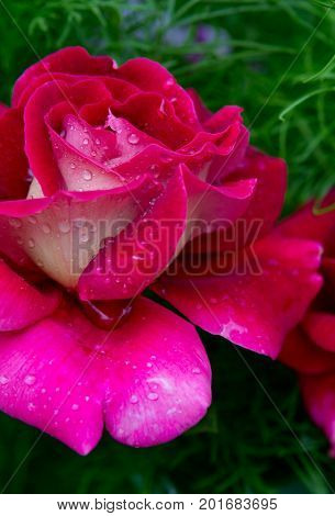Red roses in the garden isolated on blur green background. Holiday card.