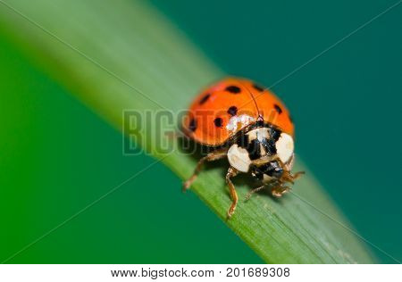Ladybug on green grass macro close up with defocused background