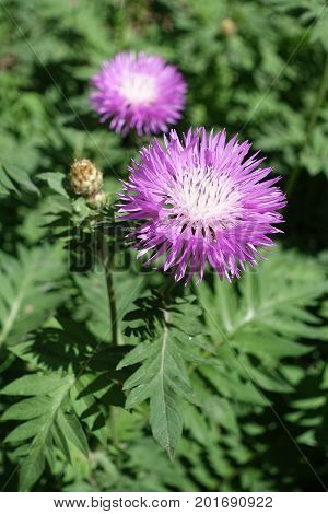 Big Pale Pink Flowers Of Persian Cornflower