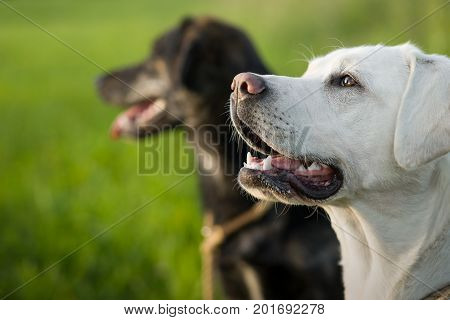portrait of two dogs on a green meadow