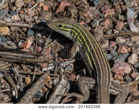 A Plateau Striped Whiptail Lizard Looking for Food