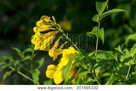 Allamanda Common allamanda Golden trumpet Golden trumpet vine Yellow bell