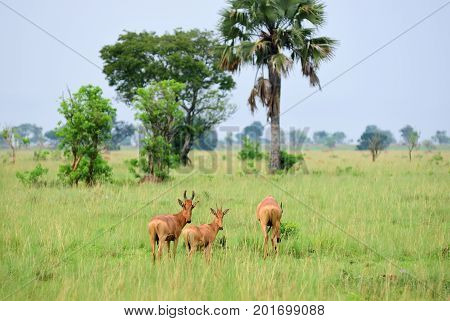 Lelwel Hartebeest Antelopes, Uganda