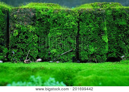 green mos image or green mos background