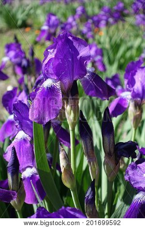 Violet Flowers And Buds Of Bearded Iris