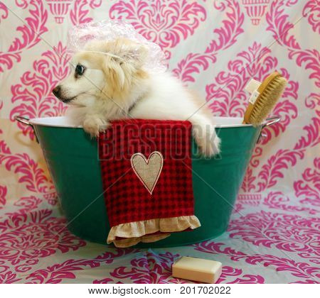 Dog Bath. A happy Pomeranian dog ready to take a bath in the tub. He is wearing a shower cap and has a scrub brush and bar of soap ready to use. Dog Bath Time.
