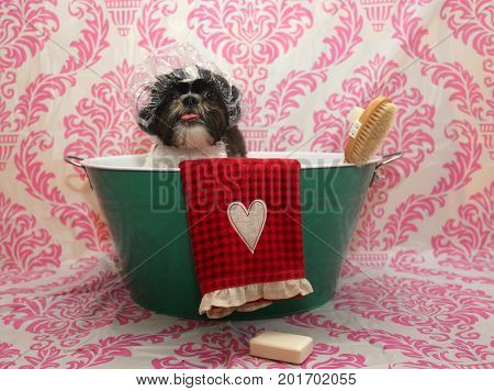 Dog Bath. A happy Shih Tzu dog ready to take a bath in the tub. He is wearing a shower cap and has a scrub brush and bar of soap ready to use.
