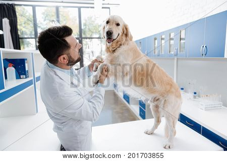 Stand up. Delighted vet holding forefeet of his patient and looking at it while standing in semi position