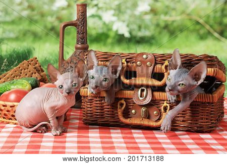 Three purebred Don Sphinx kitties (seven weeks old) have a picnic outdoors