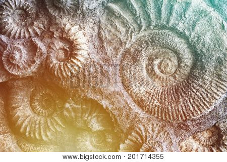 Prehistoric nature background. Fossil stones animals colorful