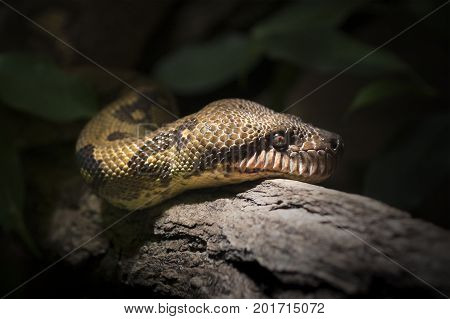 Snake face on wood. Danger in wild nature for traveleres