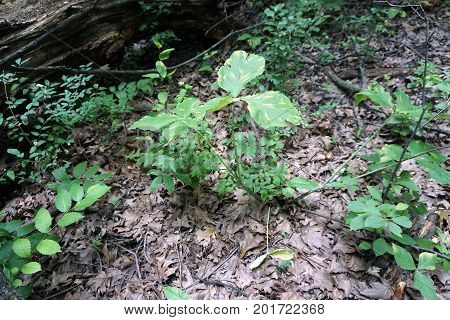 A jack-in-the-pulpit plant (Arisaema triphyllum) bears smooth, shiny green fruits on its spadex, in the Hammel Woods Forest Preserve in Shorewood, Illinois, during July.
