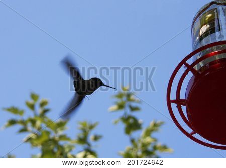 Flying hummingbird gets ready to land on red feeder near trees in park.