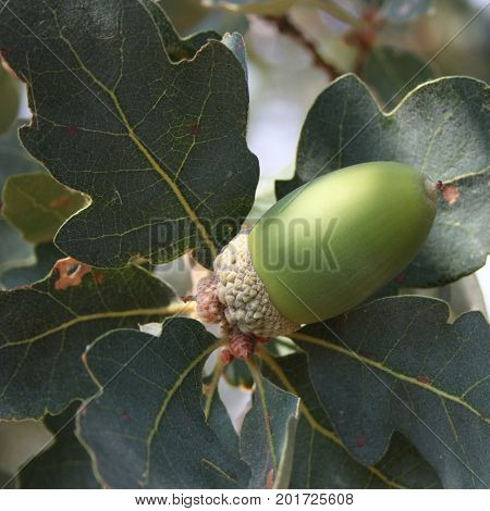 Large green oak acorn growing on healthy oak tree with leaves seemingly supporting it.